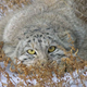 Illustration for article titled A Complete Primer for All the Species of Cats